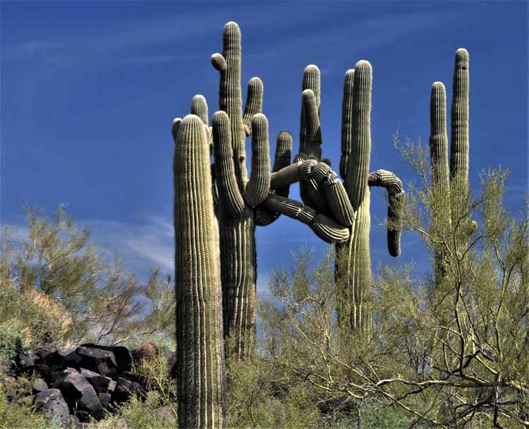 saguaro